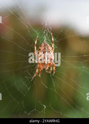 Ragno giardino europeo Araneus diadematus nel suo web Foto Stock