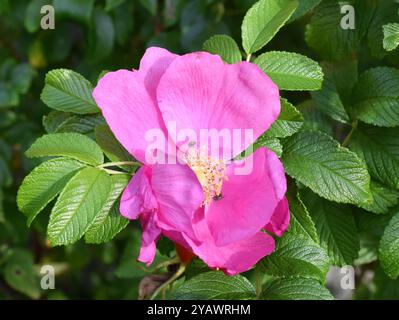 Arbusto invasivo rosa Rugosa rosa rugosa fiore rosa primo piano Foto Stock