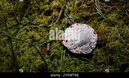 Dente sanguinante o fungo, Hydnellum peckii rotondo che cresce tra il muschio. Foto Stock