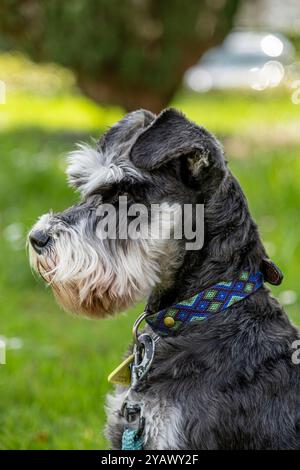 Ritratto di un cane (miniatura Schnauzer) Foto Stock