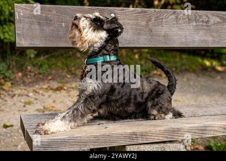 Cane (Schnauzer in miniatura) su una panchina Foto Stock