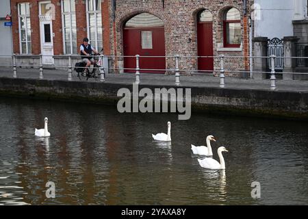 Bruges, Belgio - 29 agosto 2024: Cigni nel canale nella città vecchia di Bruges, Belgio Foto Stock