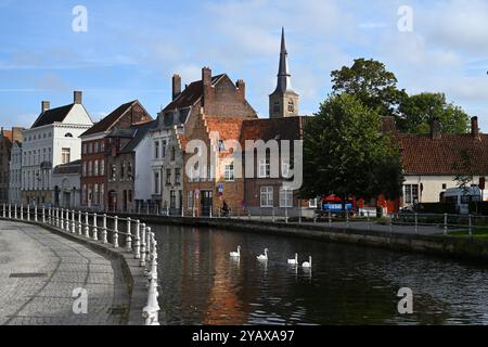 Bruges, Belgio - 29 agosto 2024: Cigni nel canale nella città vecchia di Bruges, Belgio. Foto Stock