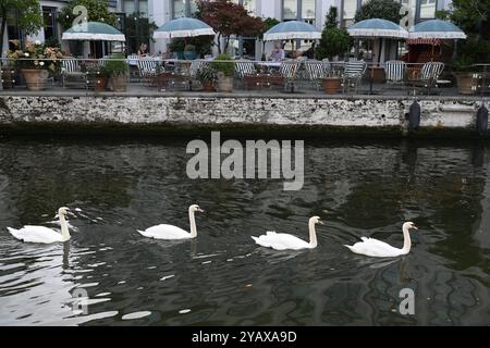 Bruges, Belgio - 29 agosto 2024: Cigni nel canale nella città vecchia di Bruges, Belgio Foto Stock