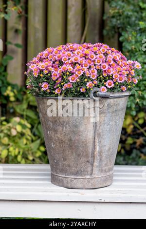 Natura, all'aperto e fiori in secchio in giardino per la crescita, l'ecologia o la fioritura nell'ambiente. Giardino, piante floreali o foglie per botanica Foto Stock