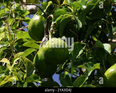 Avocado frutta nell'albero ad agosto in guadalupa. Cultura avocado nell'isola caraibica, Persea americana berry close up Foto Stock