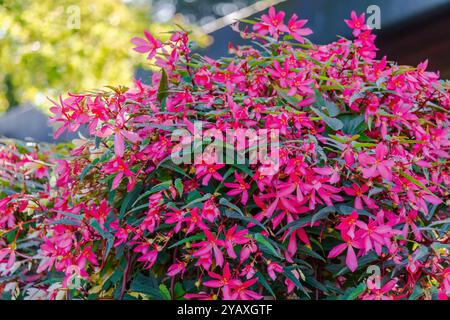 Un bellissimo cespuglio di fiori rosa con molti fiori rosa. I fiori sono in piena fioritura e molto vivaci. Il Bush è circondato da foglie verdi ed è Foto Stock