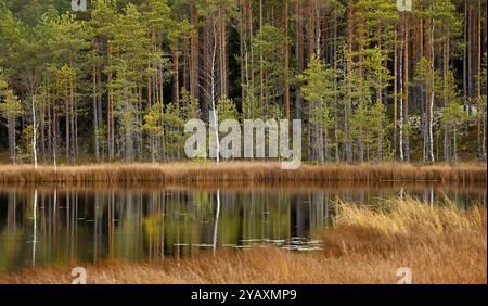 Un piccolo stagno nel mezzo di una foresta Foto Stock