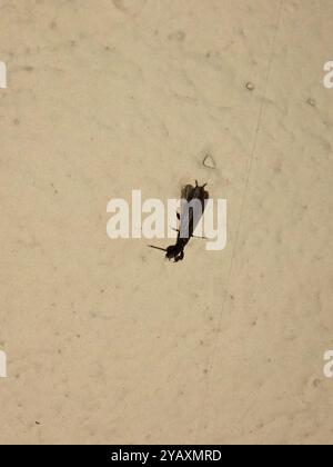 Webspinners (Embioptera) Insecta Foto Stock