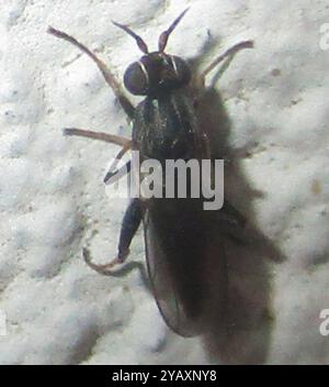 Mosche fritte (Chloropidae) Insecta Foto Stock