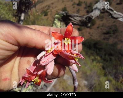 Orecchie oblunghe (Cotyledon orbiculata oblonga) Plantae Foto Stock