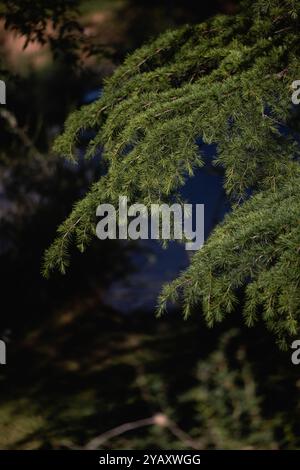 Sullo sfondo di un albero di Natale rami. Foto Stock