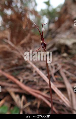 Mayfly orchidea (Acianthus caudatus) Plantae Foto Stock