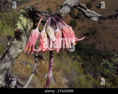 Orecchie oblunghe (Cotyledon orbiculata oblonga) Plantae Foto Stock