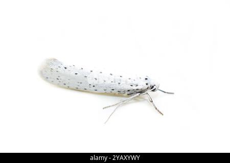 La piccola falena bianca e nera, ermellino di ciliegio Yponomeuta evonymella, isolata su sfondo bianco Foto Stock