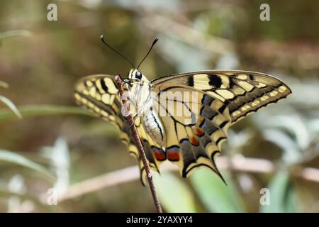 La farfalla Papilio machaon della coda di rondine del vecchio mondo Foto Stock