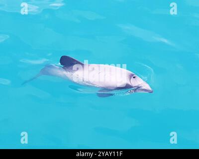 Delfino di Hector (Cephalorhynchus hectori) Mammalia Foto Stock