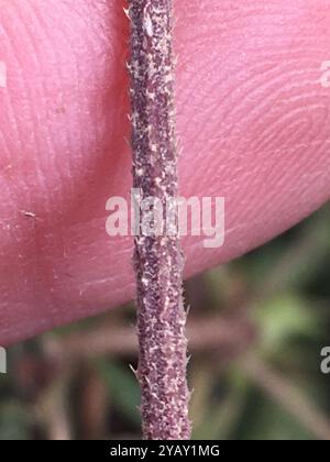Luppolo giapponese (Humulus Scandens) Plantae Foto Stock