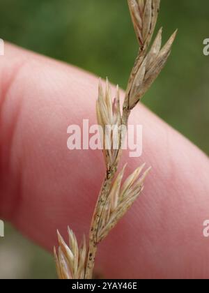 Ryegrass perenne (Lolium perenne) Plantae Foto Stock