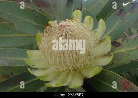 Comune Sugarbush (Protea caffra caffra) Plantae Foto Stock