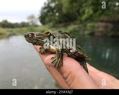 Texas Map Turtle (Graptemys Versa) Reptilia Foto Stock