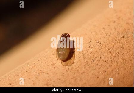 African Fig Fly (Zaprionus indianus) Insecta Foto Stock