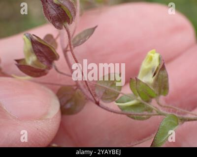 Piano fluellen (Kickxia spuria) a foglia tonda Foto Stock