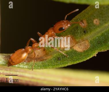 Apache Twig Ant (Pseudomyrmex apache) Insecta Foto Stock