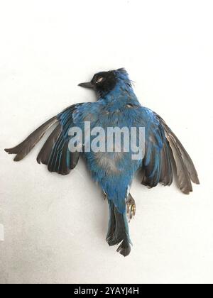 Flowerpiercer mascherato (Diglossa cyanea) Aves Foto Stock