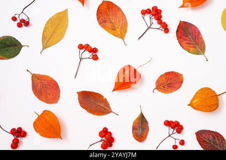 Varietà di foglie autunnali e bacche disposte su bianco. Foto Stock