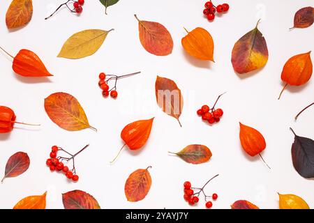 Varietà di foglie autunnali e bacche disposte su bianco. Foto Stock