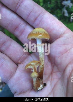 Funghi Woodtuft rivestiti (Kuehneromyces mutabilis) Foto Stock