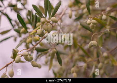 Ramoscello d'oliva con foglie e frutta sotto la pioggia. Le gocce di pioggia sono appese alle olive verdi che maturano. Foto di un primo piano dell'olivo. Foto Stock