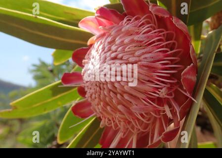 Comune Sugarbush (Protea caffra caffra) Plantae Foto Stock