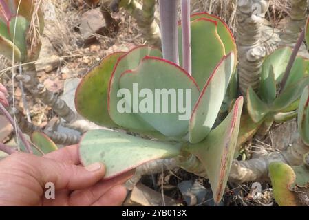 Orecchie oblunghe (Cotyledon orbiculata oblonga) Plantae Foto Stock