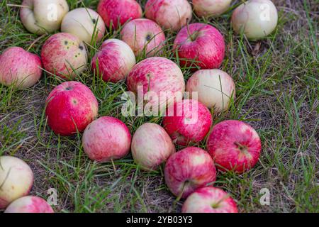 Mele rosse appena raccolte sparse sull'erba in un frutteto a fine estate. Concetto di raccolta biologica della frutta, agricoltura e agricoltura stagionale Foto Stock