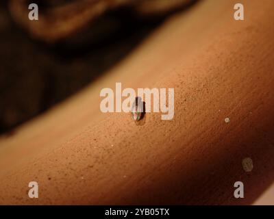 African Fig Fly (Zaprionus indianus) Insecta Foto Stock
