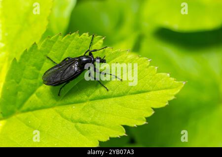 Bibio marci è una mosca della famiglia Bionidae chiamata mosche di marzo e lovebugs. Le larve di questi insetti vivono nel suolo e le radici delle piante danneggiate. Foto Stock