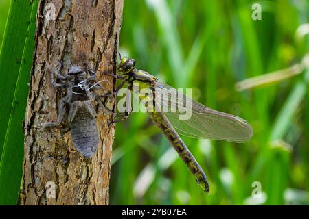 Larval dragonfly grey shell. Nymphal exuvia of Gomphus vulgatissimus. White filaments hanging out of exuvia are linings of tracheae. Exuviae, dried ou Foto Stock