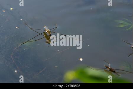 Un primo piano di Gerris lacustris o skater comune. Foto Stock