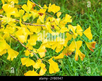 Fogliame autunnale giallo dell'arbusto di maidenhair, Ginkgo biloba "Autumn Gold" Foto Stock