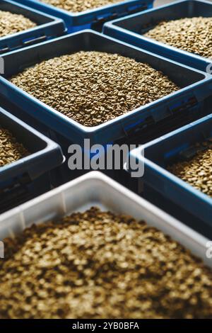 Vista dall'alto dei chicchi di caffè verde freschi organizzati in contenitori in plastica pronti per la tostatura in impianti di lavorazione. Caffè di segmento speciale. Foto Stock