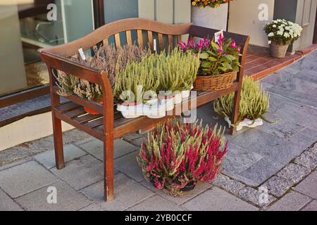 Panca, outdoor e piante in vaso per la crescita, la sostenibilità o l'ecologia naturale per casa. Diversi fiori, mobili e giardinaggio per decorazioni e floreali Foto Stock