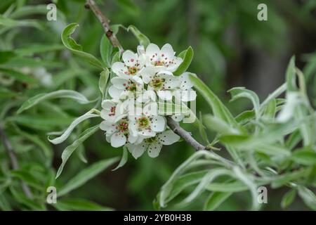 Pyrus salicifolia Pendula, pere pendulo di salice, pere d'argento piangente, foglie grigie, fiori bianchi e cremosi Foto Stock