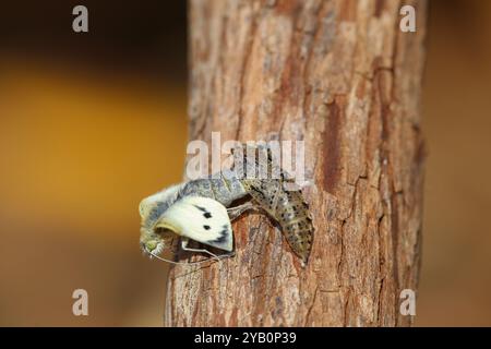 Grande farfalla bianca femmina che emerge dalla pupa - Pieris brassicae Foto Stock