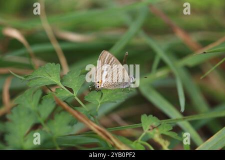 Farfalla Blue o Pea Blue a coda lunga - Lampides boeticus Foto Stock