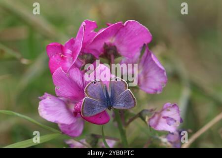 Maschio farfalla Blue o Pea Blue dalla coda lunga - Lampides boeticus Foto Stock
