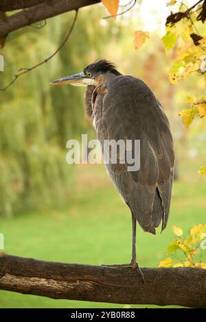 Il Great Blue Heron riposa elegantemente su un ramo d'albero, circondato dai toni caldi delle foglie d'autunno Foto Stock