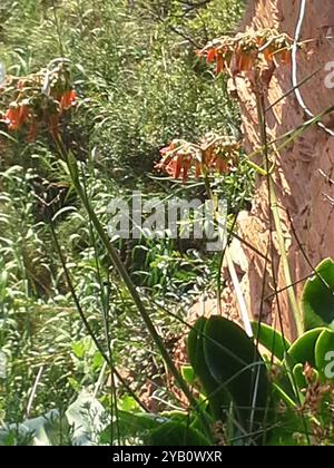 Orecchie oblunghe (Cotyledon orbiculata oblonga) Plantae Foto Stock