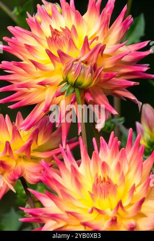 Orange Dahlia "Hapet Fantastic" Foto Stock